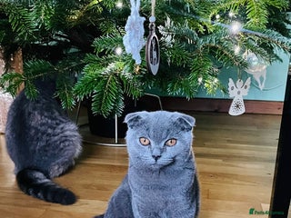 Scottish Fold cats reduced last fold blue boy 😍 - Advert 11