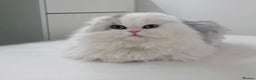 Mixed Breed cats for sale: Persian cat  - Advert 1