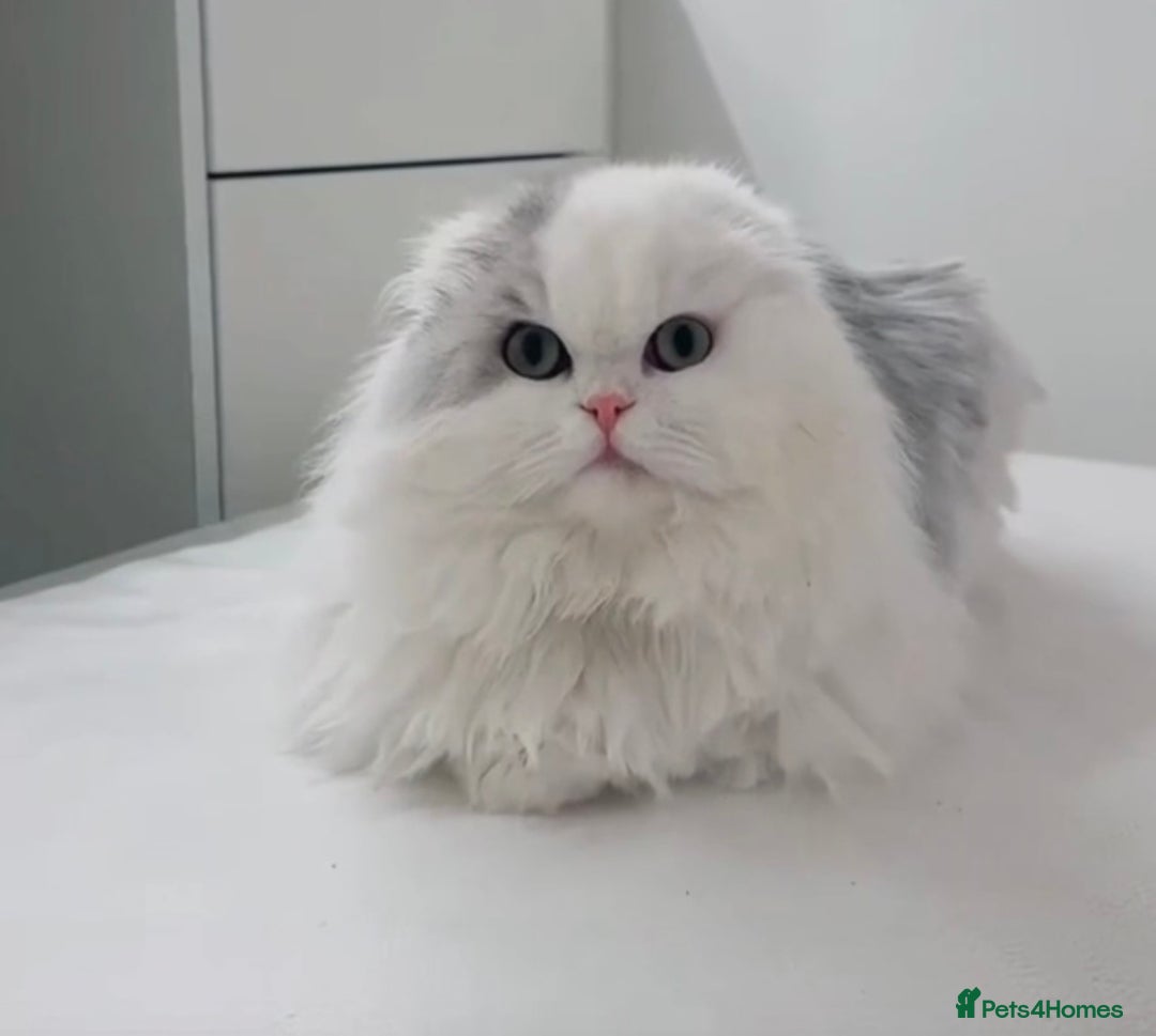 Mixed Breed cats for sale: Persian cat  - Advert 1