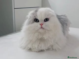 Mixed Breed cats Persian cat - Advert 1