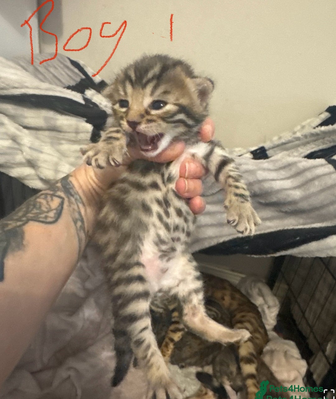 Bengal cats for sale: Bengal cross Maine coon - Image 10