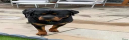 Rottweiler dogs for sale: KC Reg 10 month Rottweiler Gorgeous Boy in Leeds - Advert 4