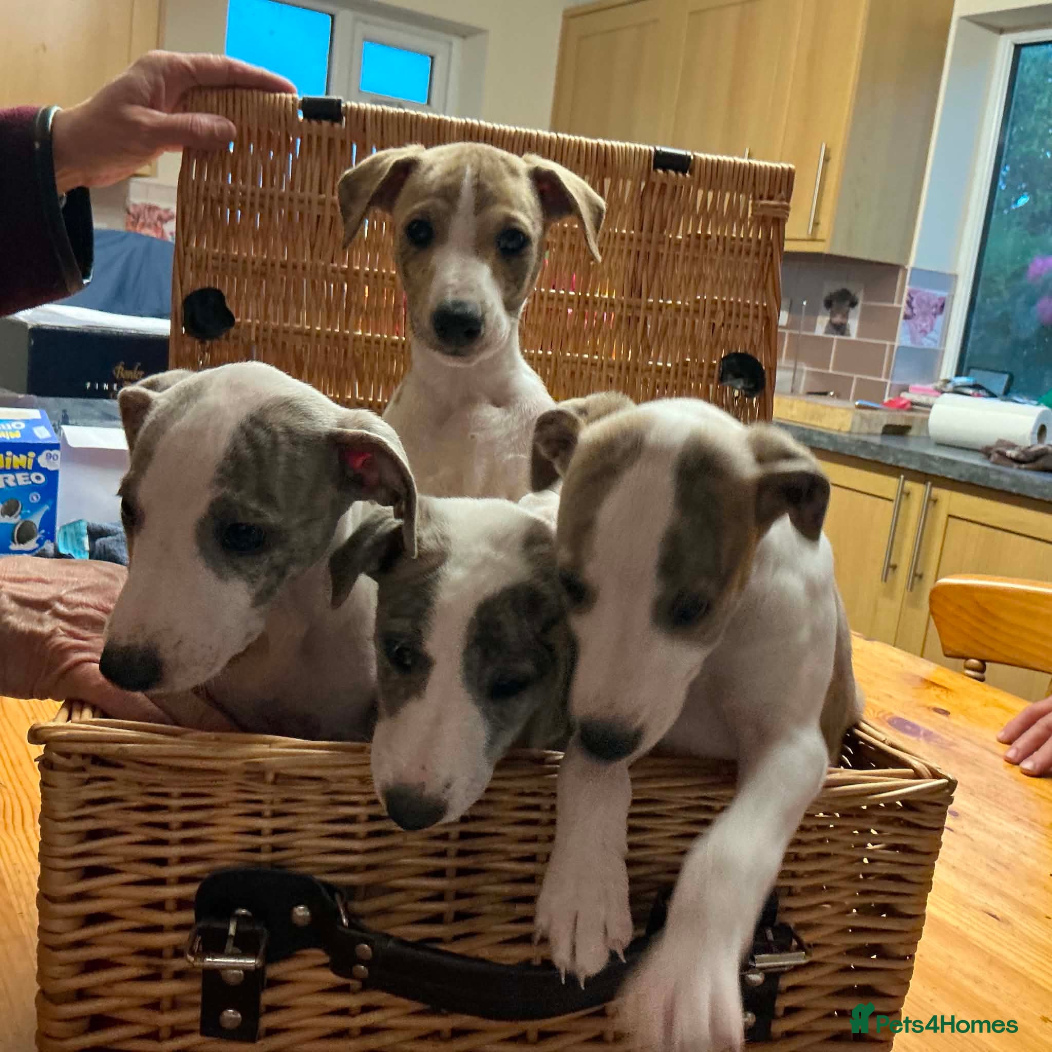 Whippet dogs KC registered pedigree whippet  - Advert 1