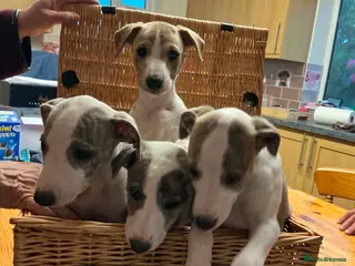 Whippet dogs KC registered pedigree whippet - Advert 8