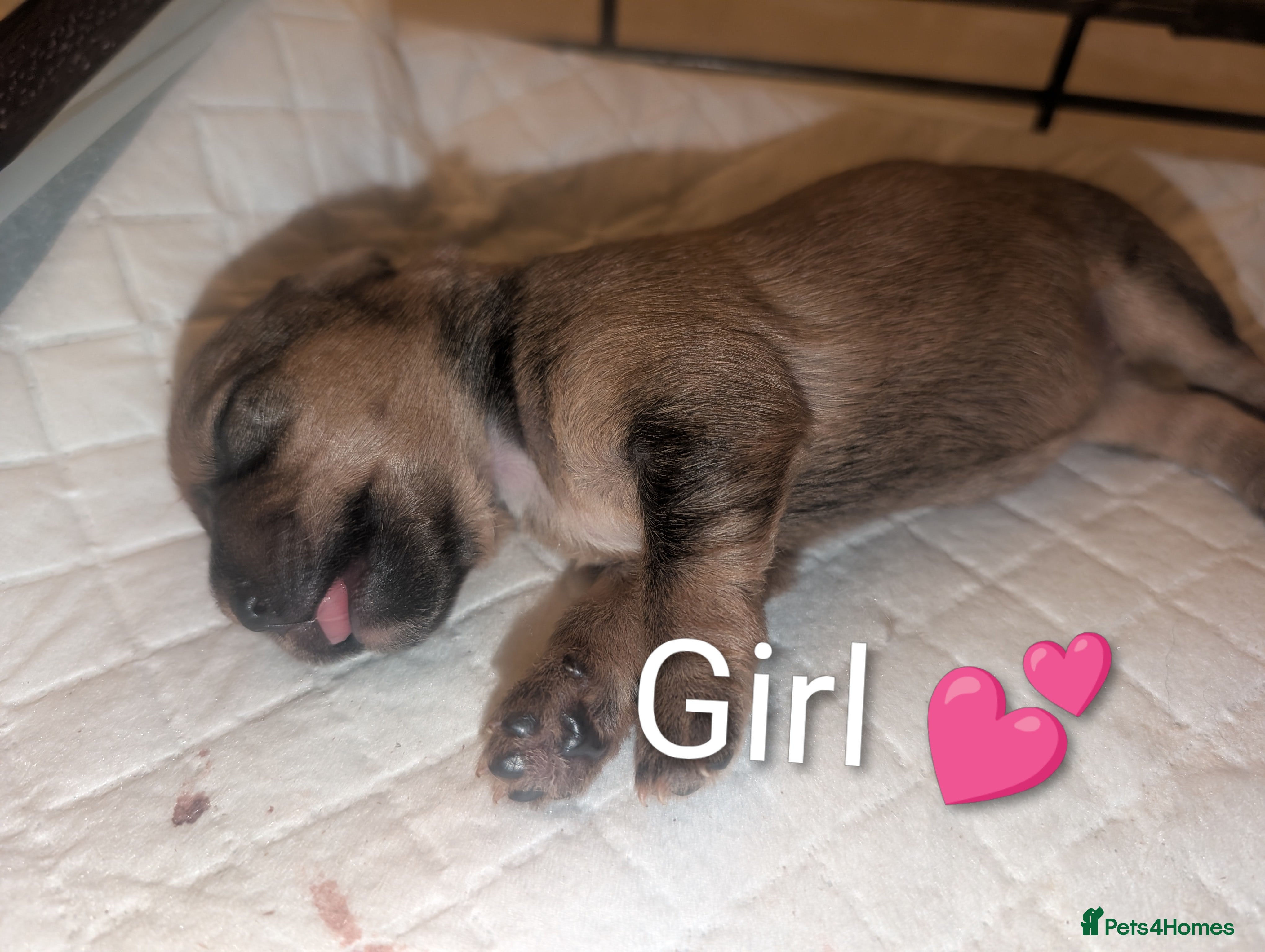 Mixed Breed dogs Beautiful Shihtzu x Cairn Terrier/Sausage x JRT - Advert 4