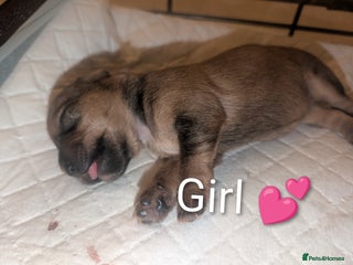 Mixed Breed dogs Beautiful Shihtzu x Cairn Terrier/Sausage x JRT - Advert 4