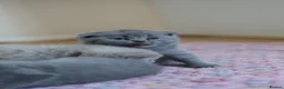 Scottish Fold cats for sale: Beautiful Scottish Fold Kitten – Litter Trained💖 - Advert 2