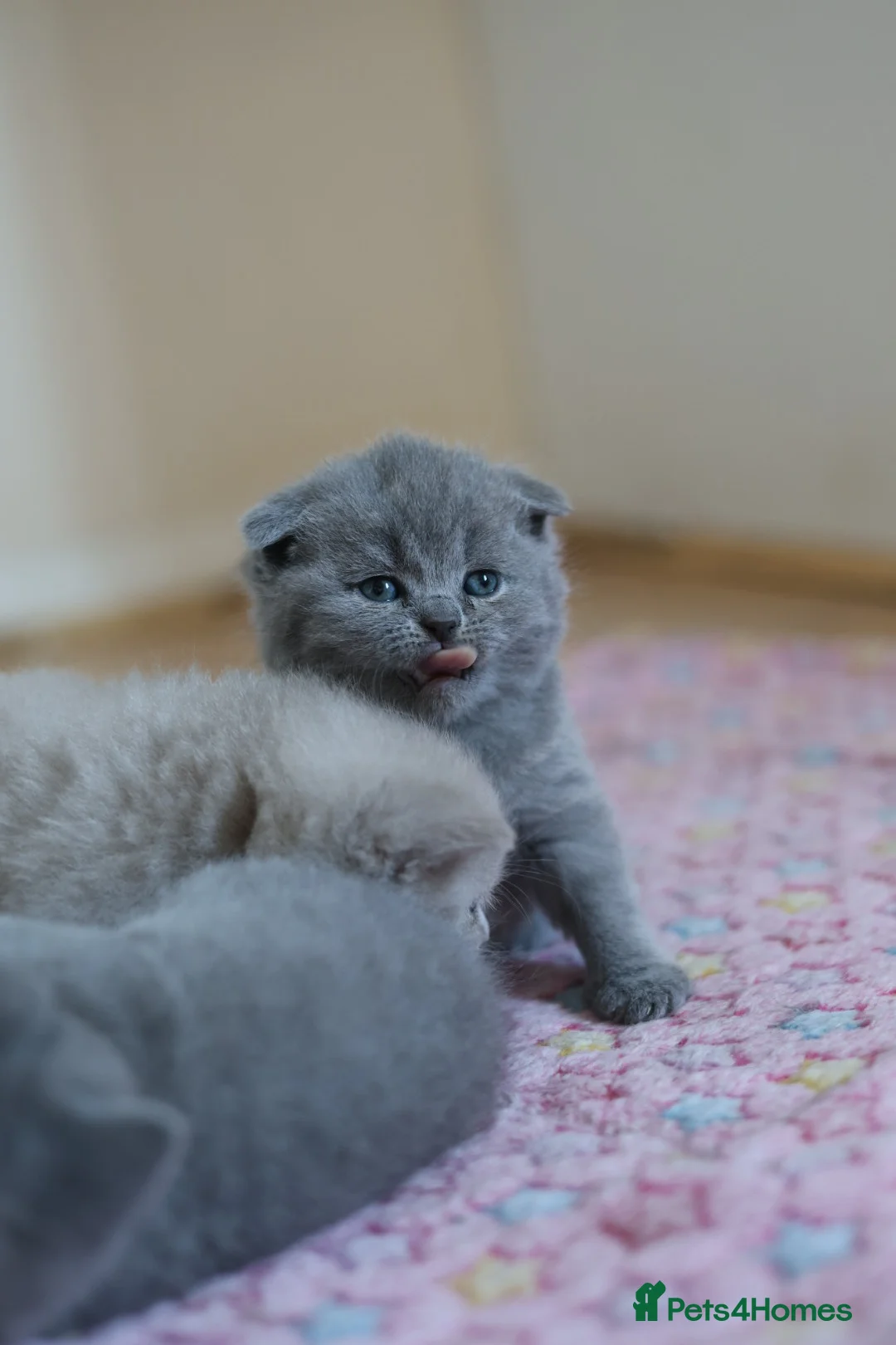 Scottish Fold cats for sale: Beautiful Scottish Fold Kitten – Litter Trained💖 - Advert 2