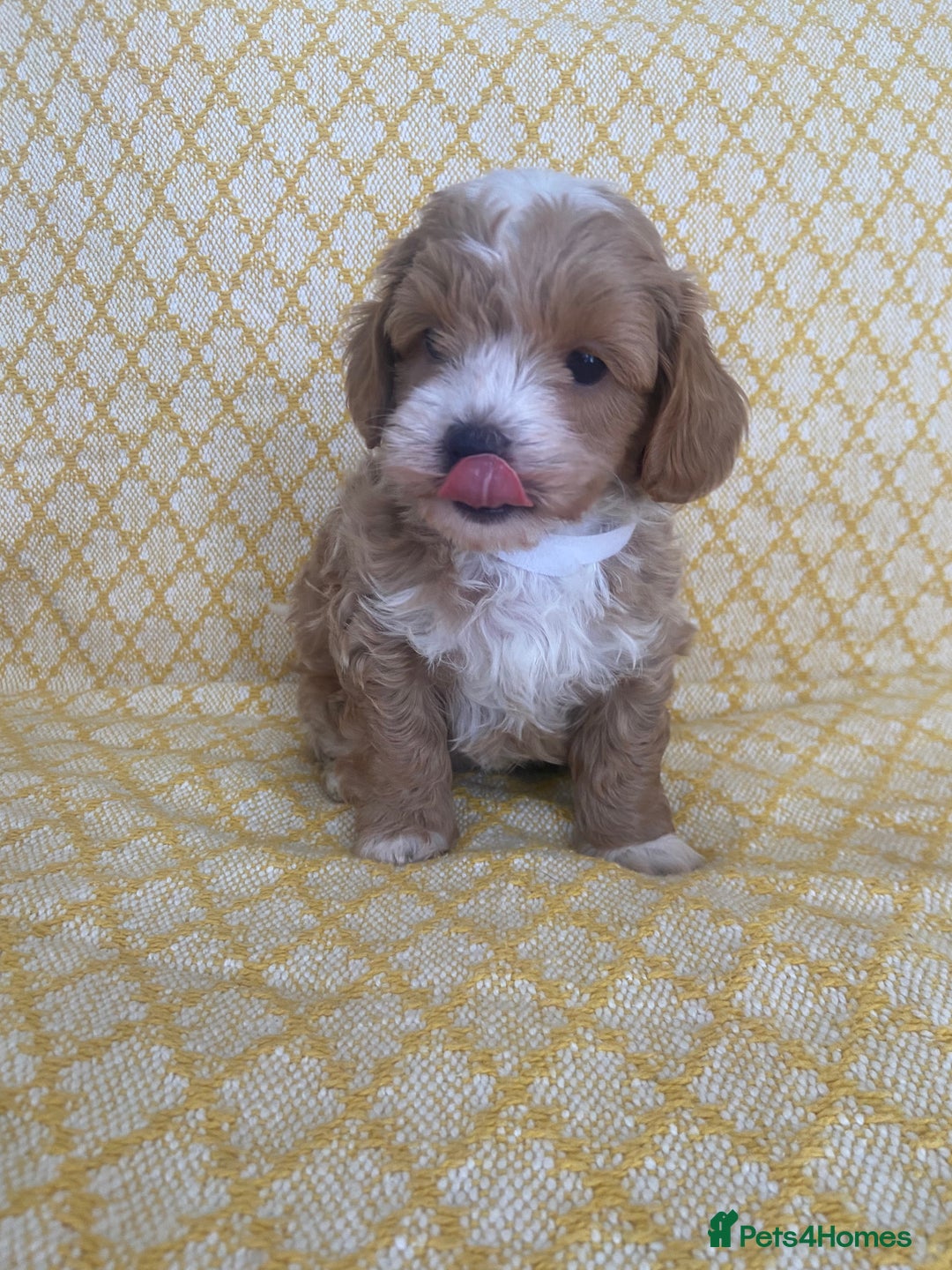 Maltipoo dogs for sale: Beautiful, health tested maltipoos  - Image 2
