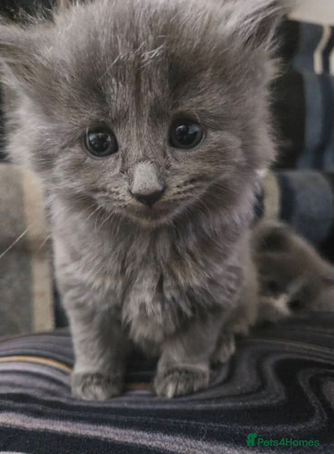 Mixed Breed cats for sale: Kittens for sale  - Image 2