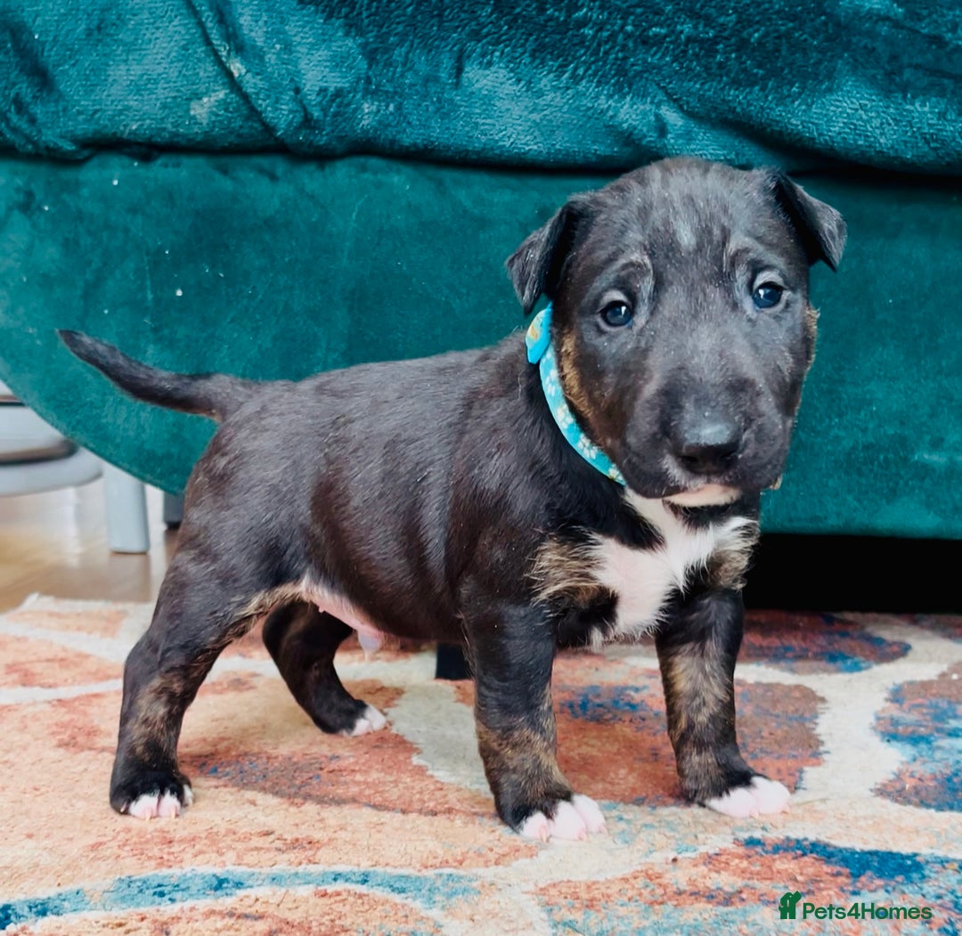 Mini Pitbull Dog Patterdale Pitbull Cross Hot Patterdale Cross Pitbull Sale  Black Friday, image size:1080x1051