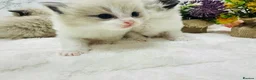 Ragdoll cats for sale:  Tica registered full pedigree ragdolls - Advert 4