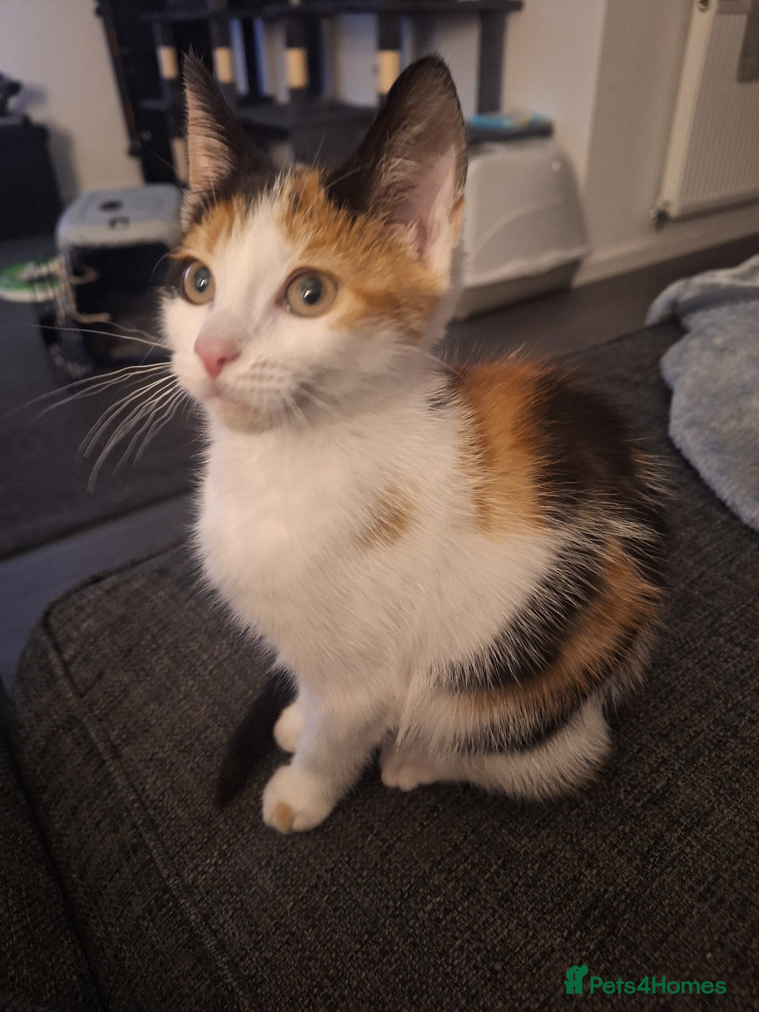 Mixed Breed cats Beautiful female Calico kitten - Advert 1