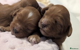 Cavapoo dogs for sale: Rare extensively health tested F1 cavapoos  - Image 16