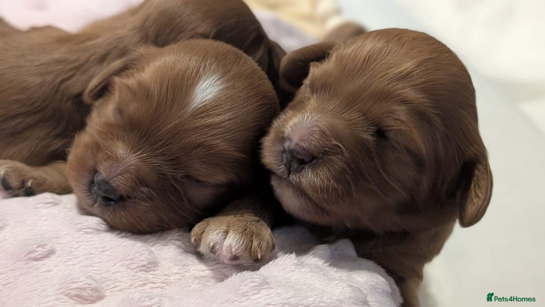 Cavapoo dogs for sale: Rare extensively health tested F1 cavapoos  - Image 16
