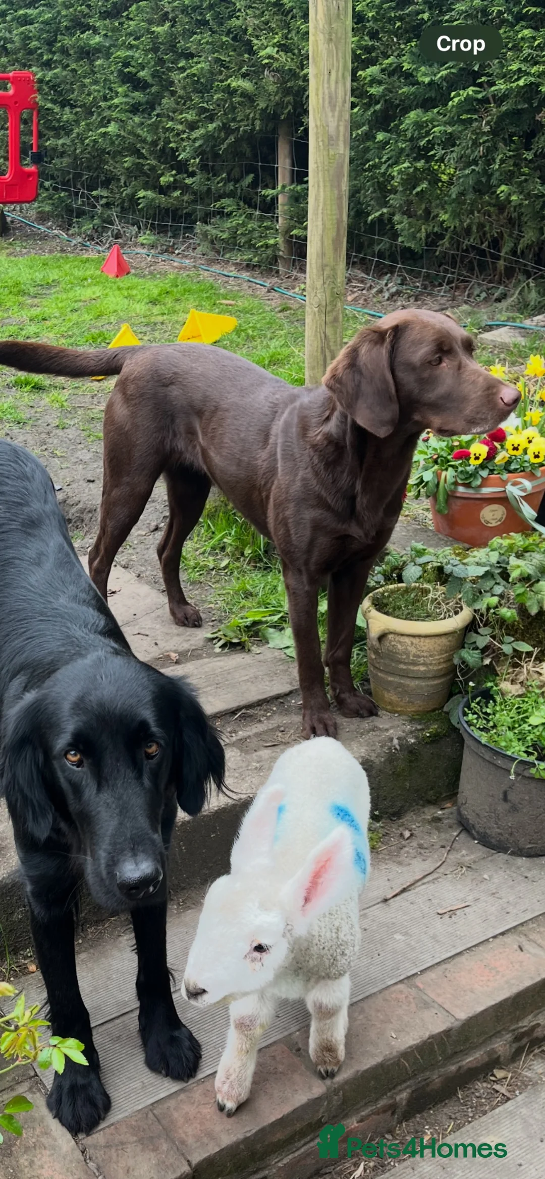 Labrador Retriever dogs for sale: Labrador puppies for sale  in Haverhill - Advert 2