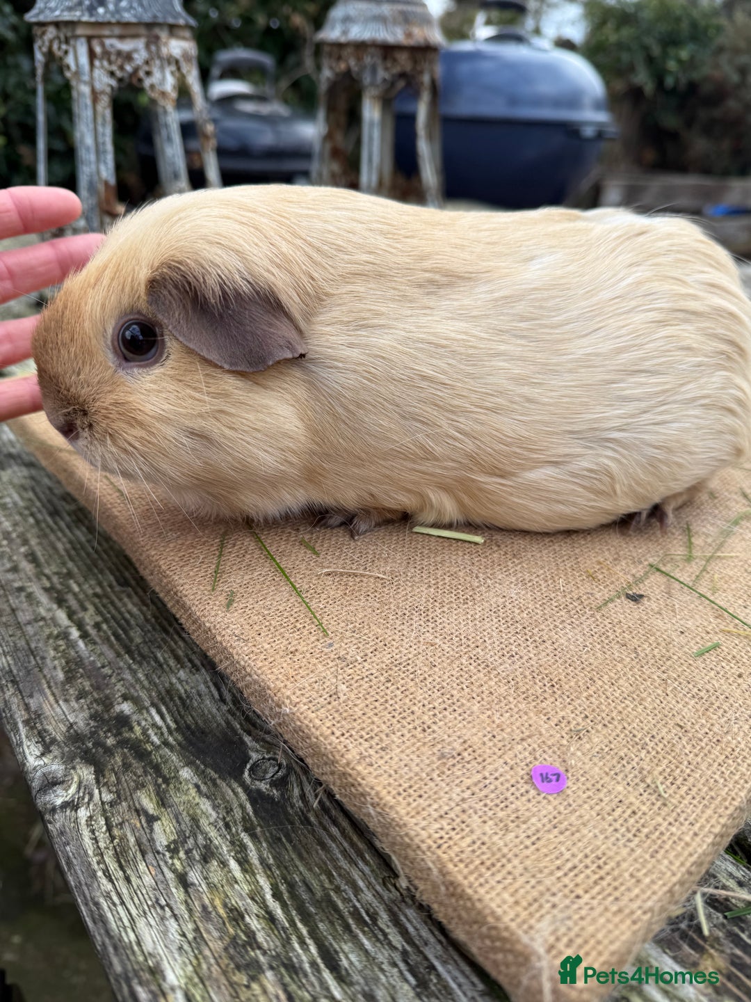 Guinea Pig rodents for sale: Pure bred California & Swiss guineapigs  - Advert 14