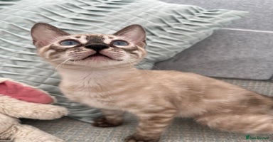 Bengal cats - Advert 12