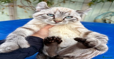 Keetso cats - Advert 5