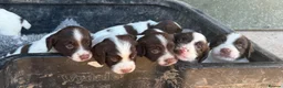 English Springer Spaniel dogs for sale: English Springer Spaniel Puppies - Advert 24