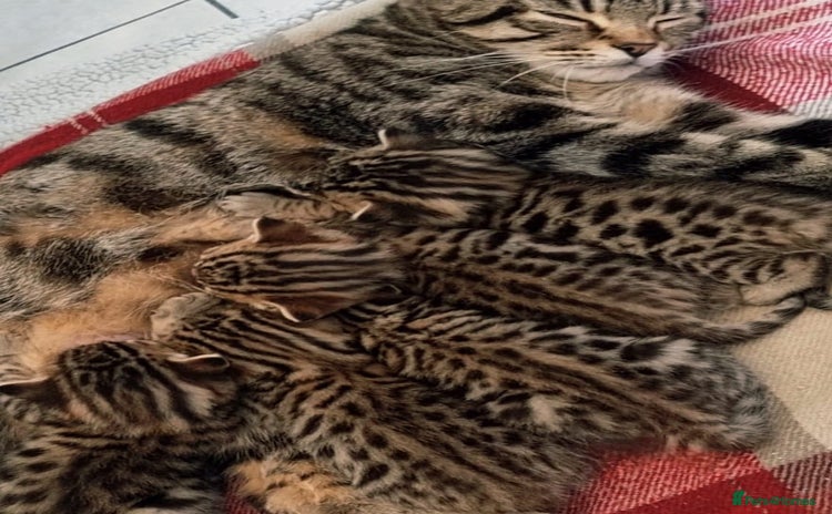 Mixed Breed cats - Advert 1