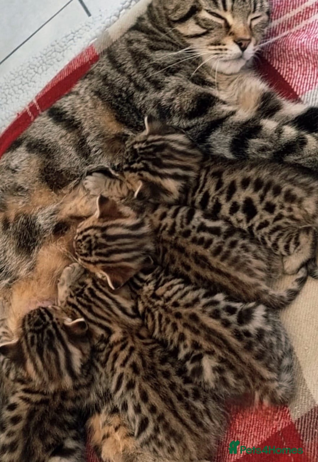 Mixed Breed cats for sale: Cross kittens ready to leave - Image 1