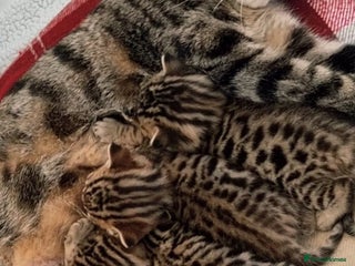 Mixed Breed cats - Advert 19