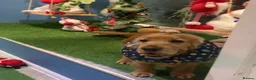 Cocker Spaniel dogs for sale: Show type cocker spaniel  in Banff - Advert 11