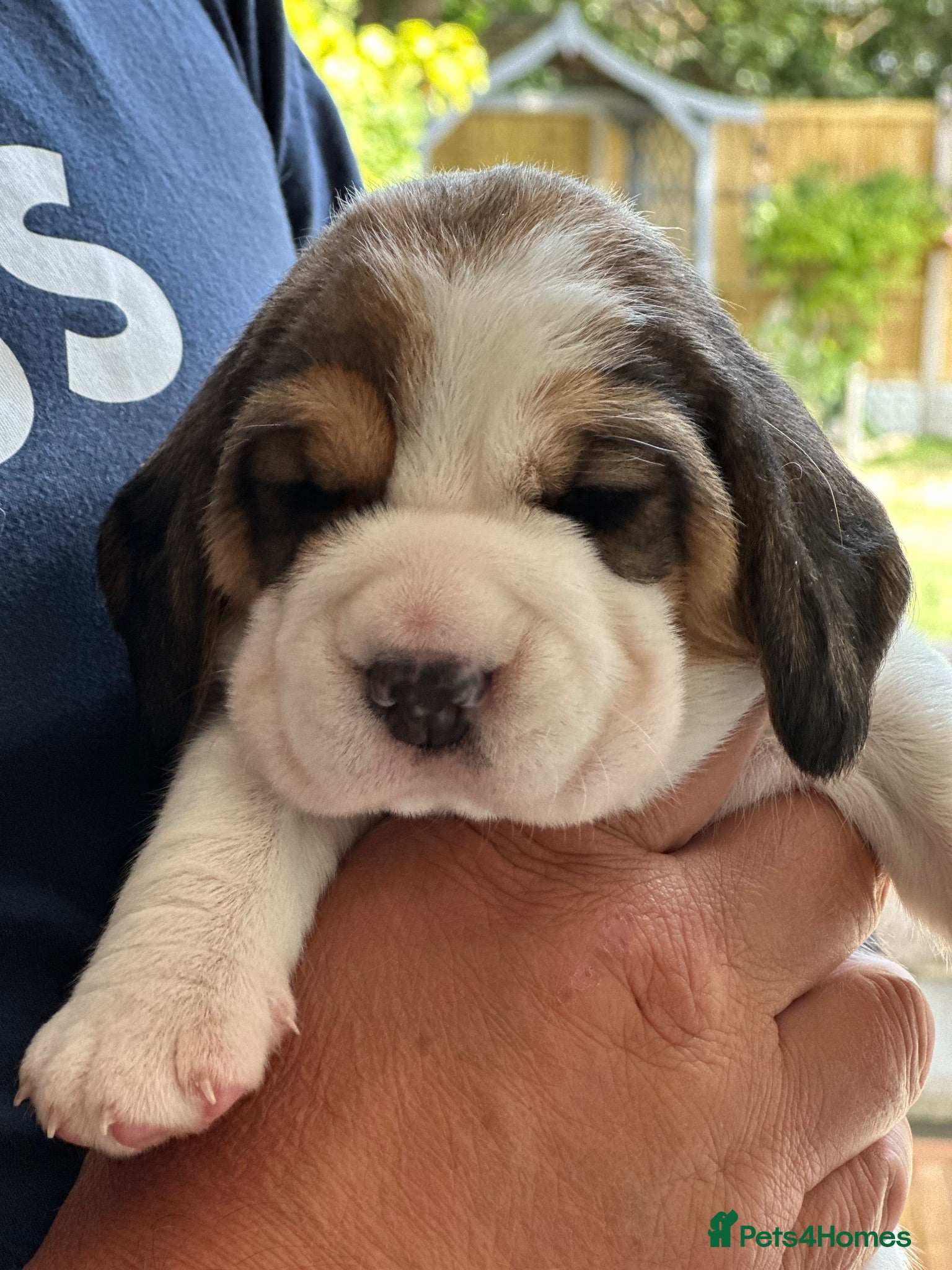 Beagle dogs Beautiful KC registered 5th gen pedigree puppies - Advert 2