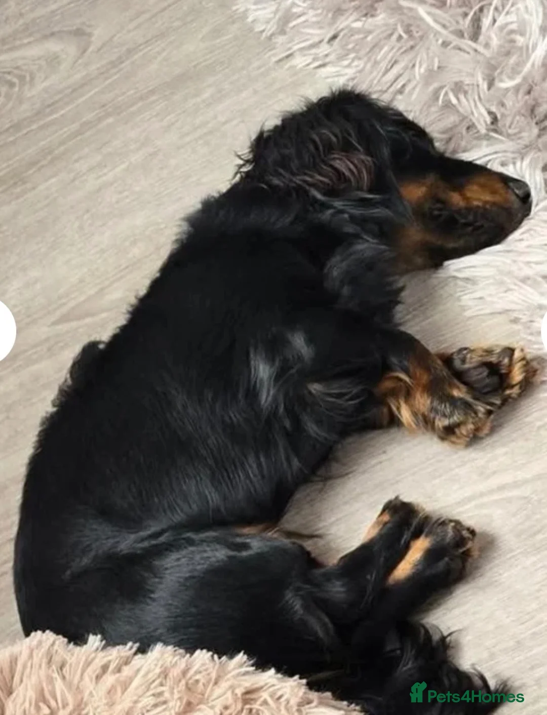 Miniature Dachshund dogs for stud: Miniature dachshund stud - Advert 6