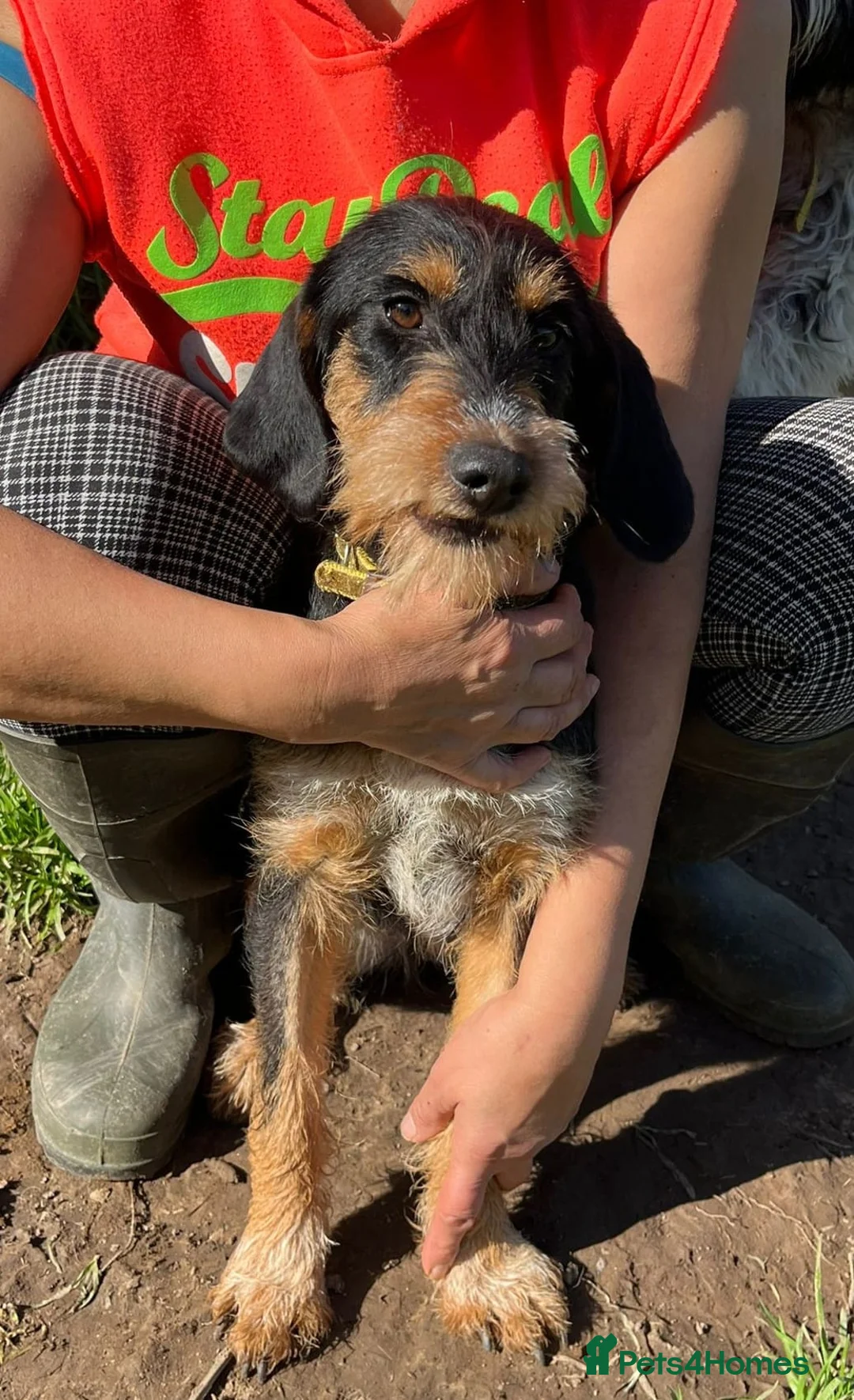 Mixed Breed dogs for adoption: Betsy - a gorgeous wirehaired girl in Matlock - Advert 8