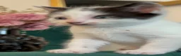 Domestic Shorthair cats for sale: Beautiful Tuxedo Kittens Looking for new Homes🐾❤️ - Advert 24