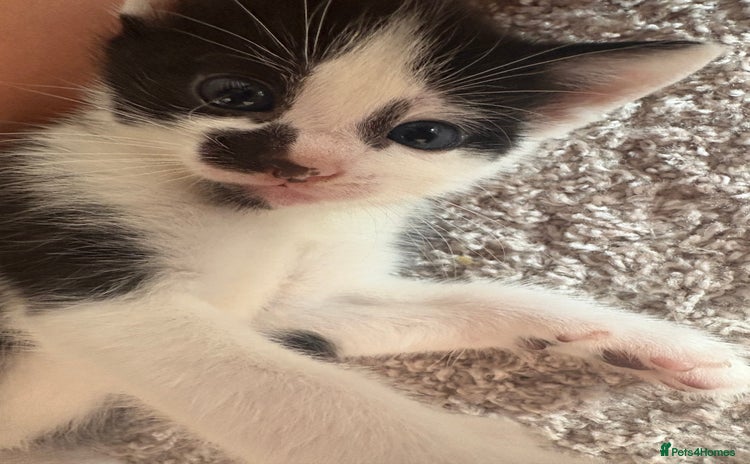 Mixed Breed cats - Advert 1