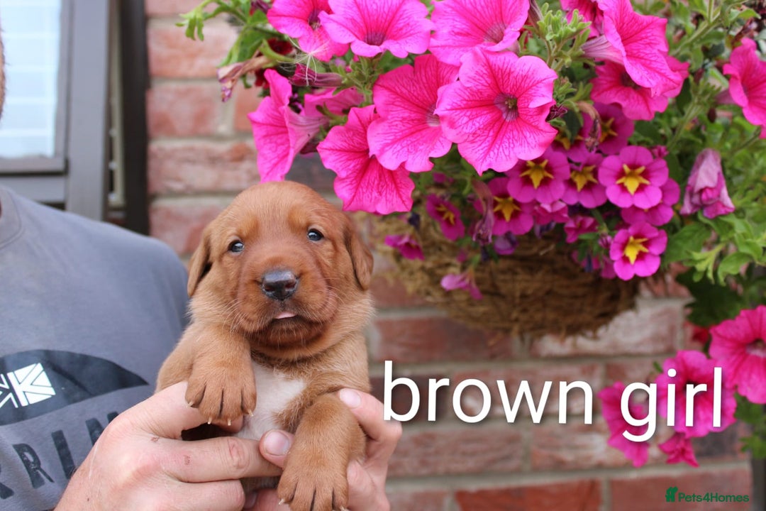 Labrador Retriever dogs for sale: KC REG FOX RED LABRADOR PUPPIES - Image 9