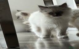 Ragdoll cats for sale: Beautiful ragdoll kittens  - Image 5