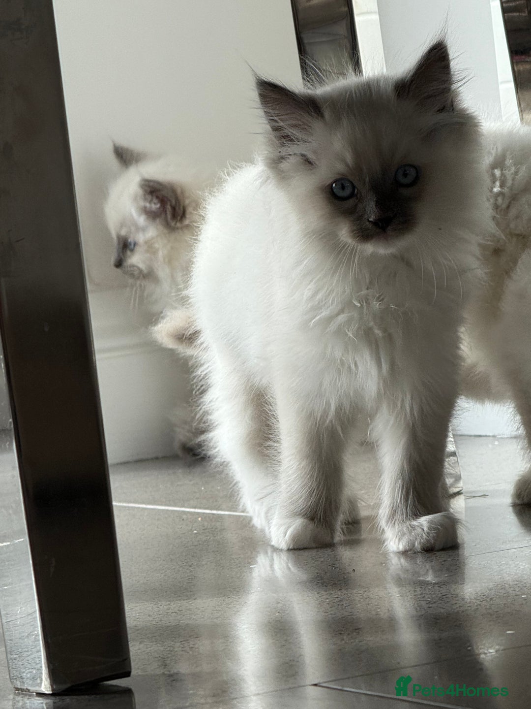 Ragdoll cats for sale: Beautiful ragdoll kittens  - Image 5
