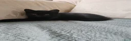 Mixed Breed cats for sale: FEMALE BLACK KITTEN READY TO LEAVE  - Advert 4