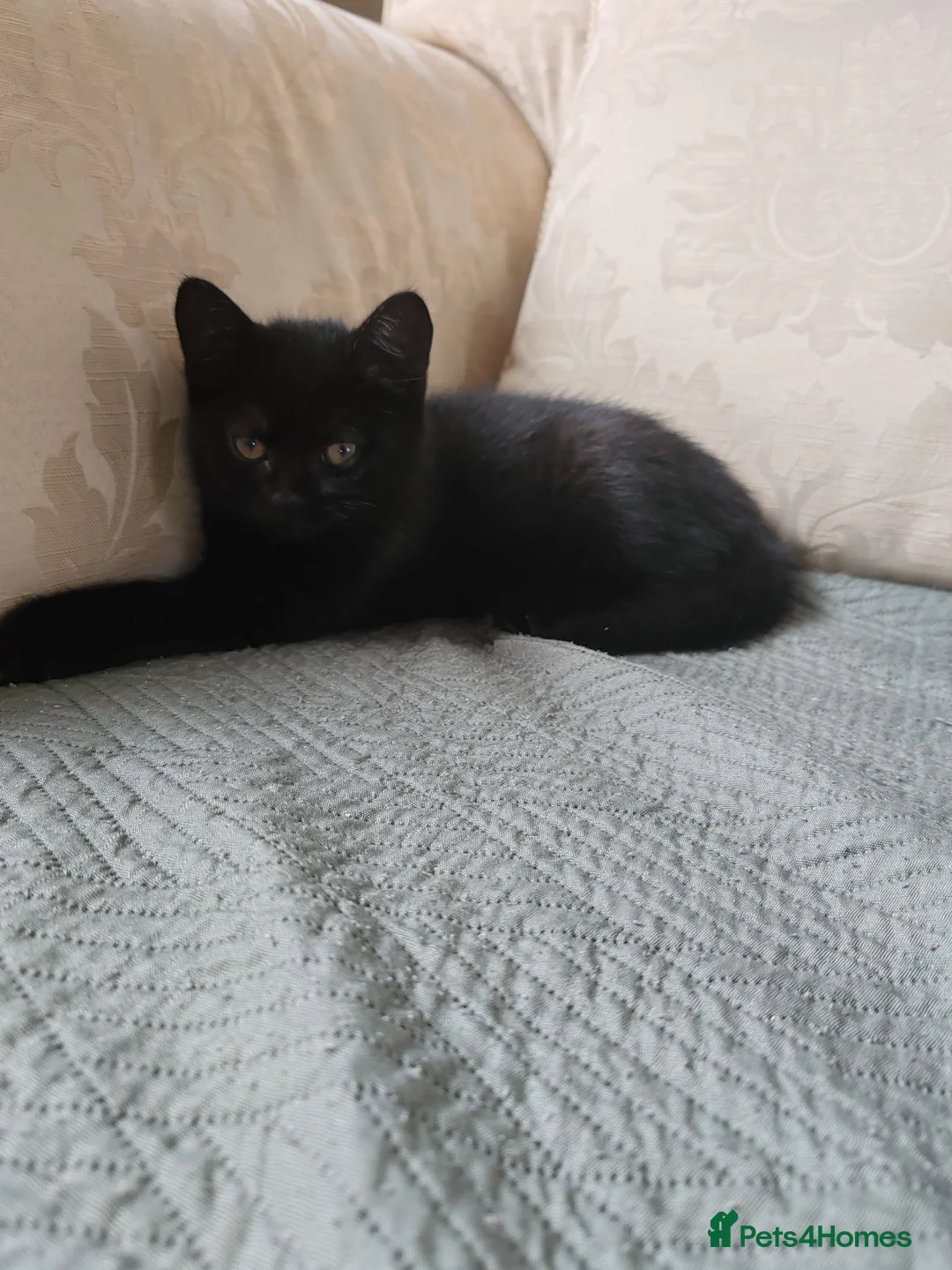 Mixed Breed cats for sale: FEMALE BLACK KITTEN READY TO LEAVE  - Advert 4