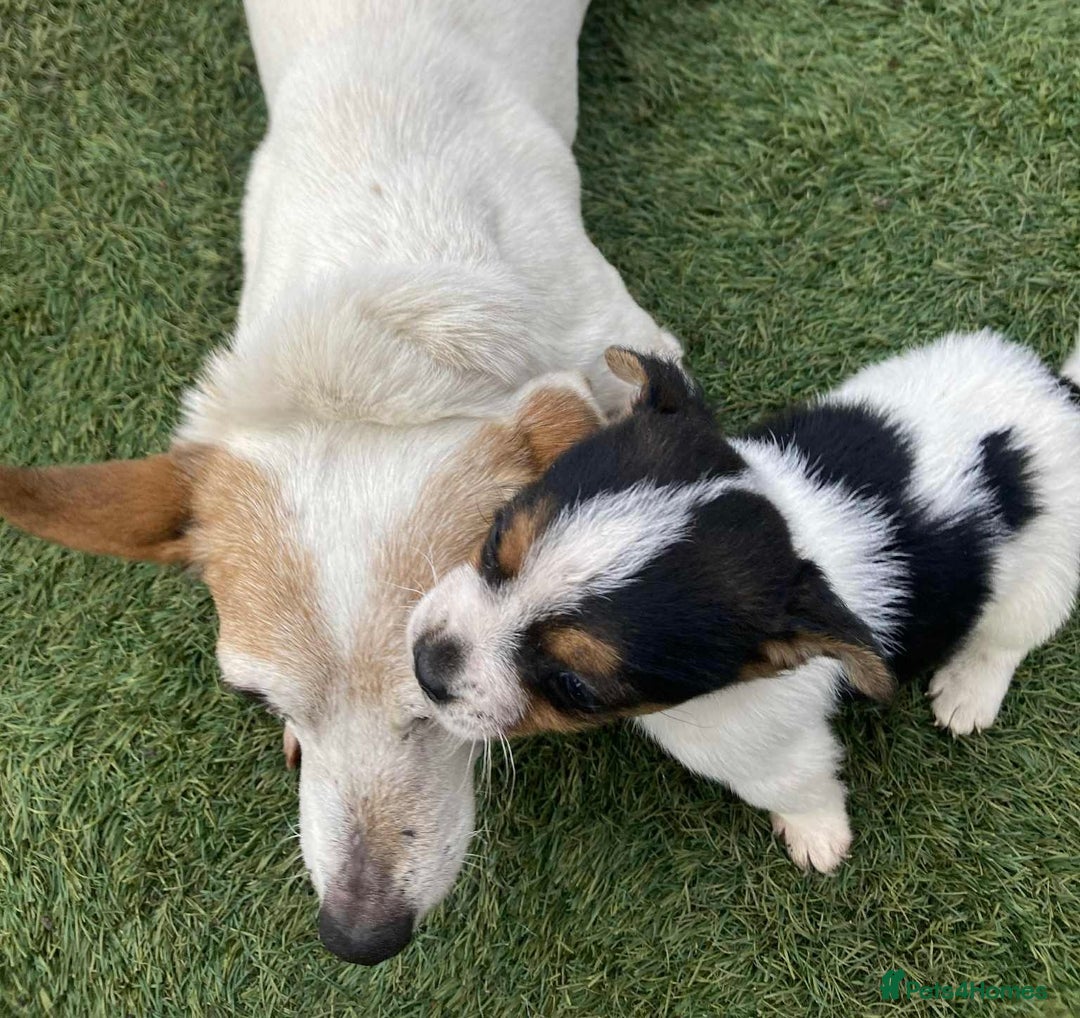 Jack Russell dogs for sale: Last little miniature grace awaiting her family.  - Advert 2