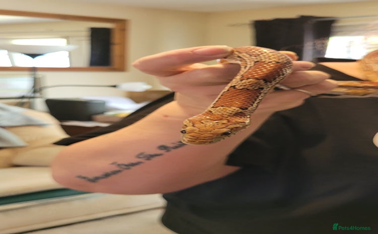 Corn Snake reptiles - Advert 2