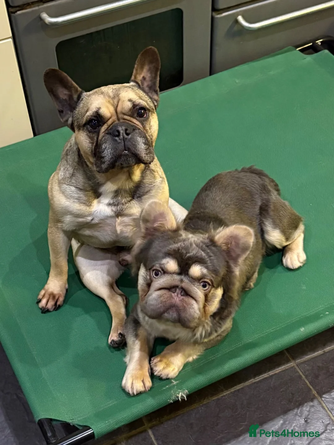 French Bulldog dogs for stud:  **  Fluffy Frenchie for stud. in Liverpool - Advert 4