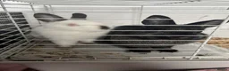 Mixed Breed rabbits for sale: 3 Rabbits to a good home  - Advert 2