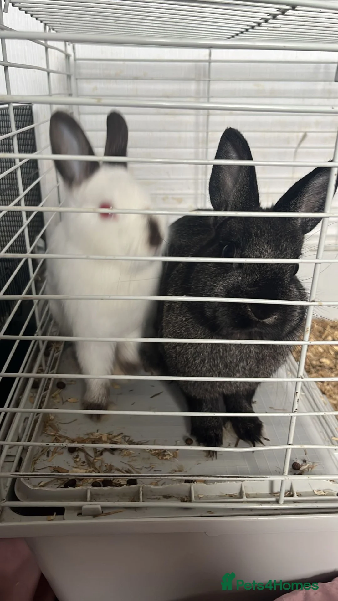 Mixed Breed rabbits for sale: 3 Rabbits to a good home  - Advert 2