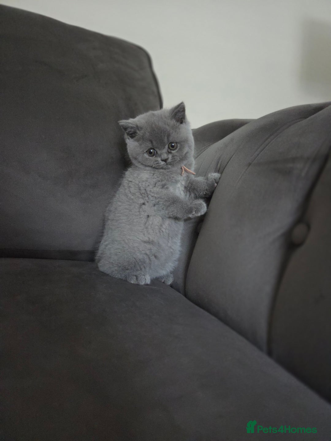 British Shorthair cats for sale: Gccf registered blue British shorthair boy left  - Advert 15