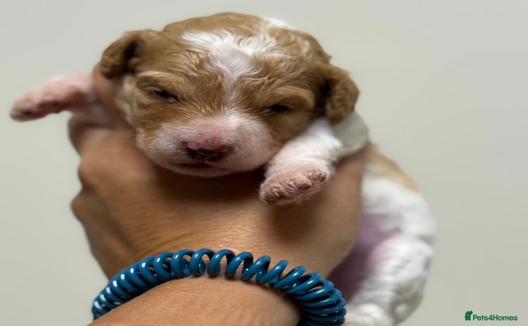 Toy Poodle dogs - Advert 5
