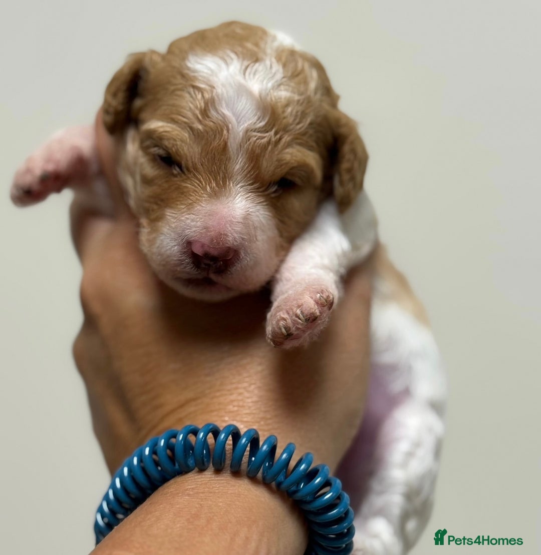 Toy Poodle dogs for sale: Tiny red & white parti toy poodle girl & boy - Image 1