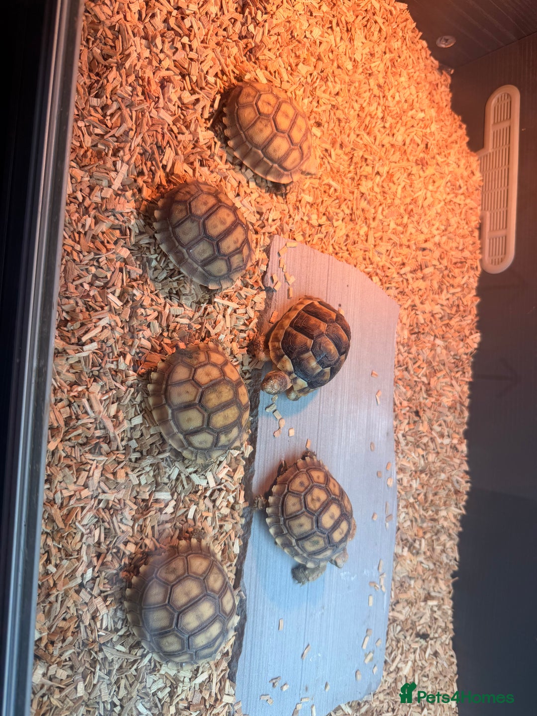 Tortoise reptiles for sale: Stunning Sulcata Tortoises for Sale – 8 Months Old - Advert 7