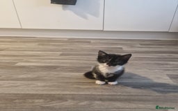 Mixed Breed cats for sale: Kittens - Image 7