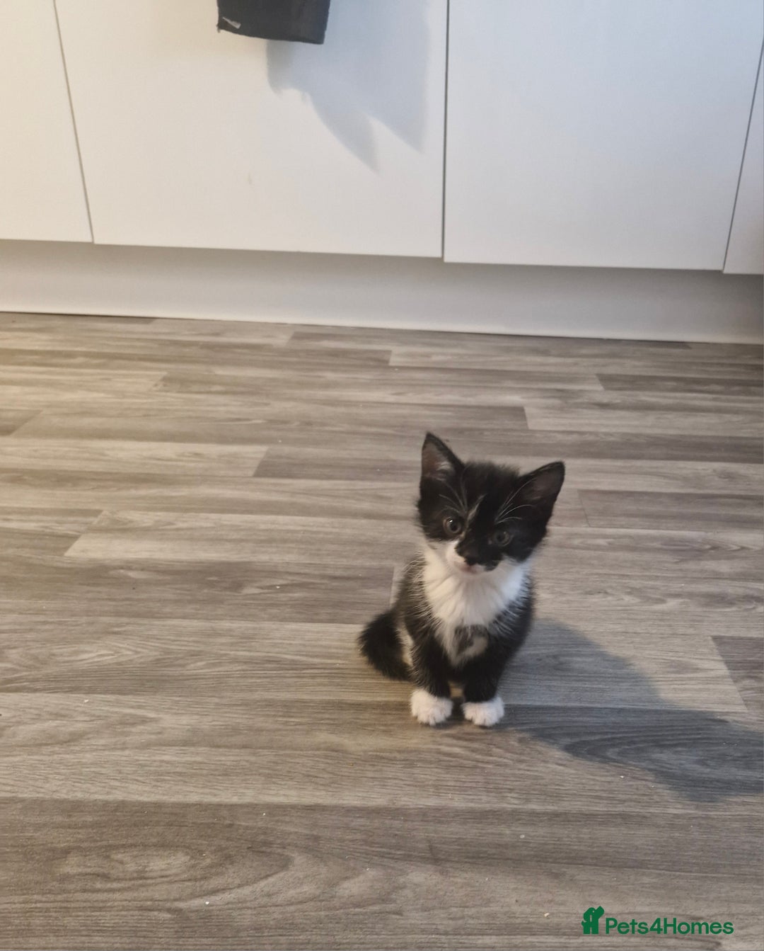 Mixed Breed cats for sale: Kittens - Image 7