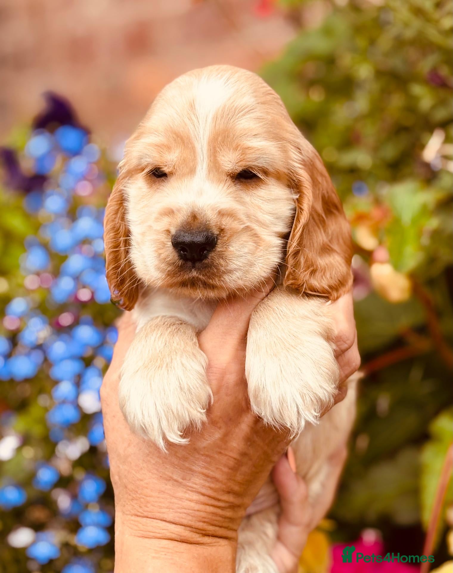 Cocker Spaniel dogs Pedigree show cocker pups, health tested parents - Advert 2